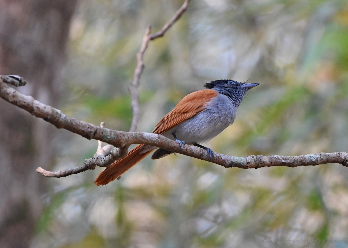 Indian Paradise-Flycatcher - ML136607681