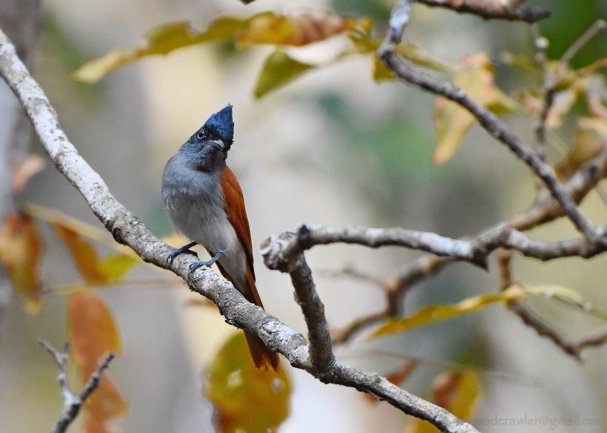 Indian Paradise-Flycatcher - ML136607701