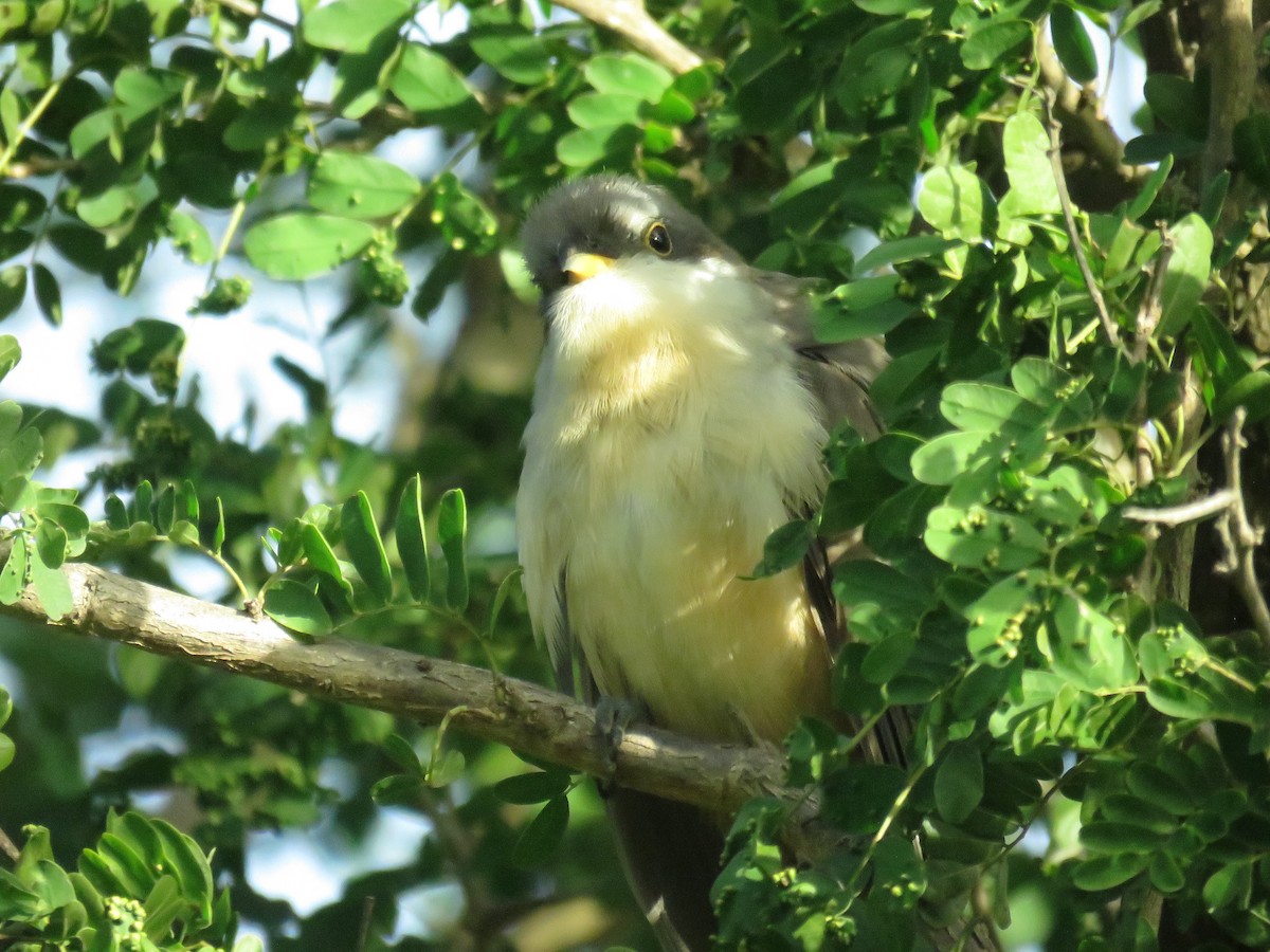 Mangrove Cuckoo - ML136607751