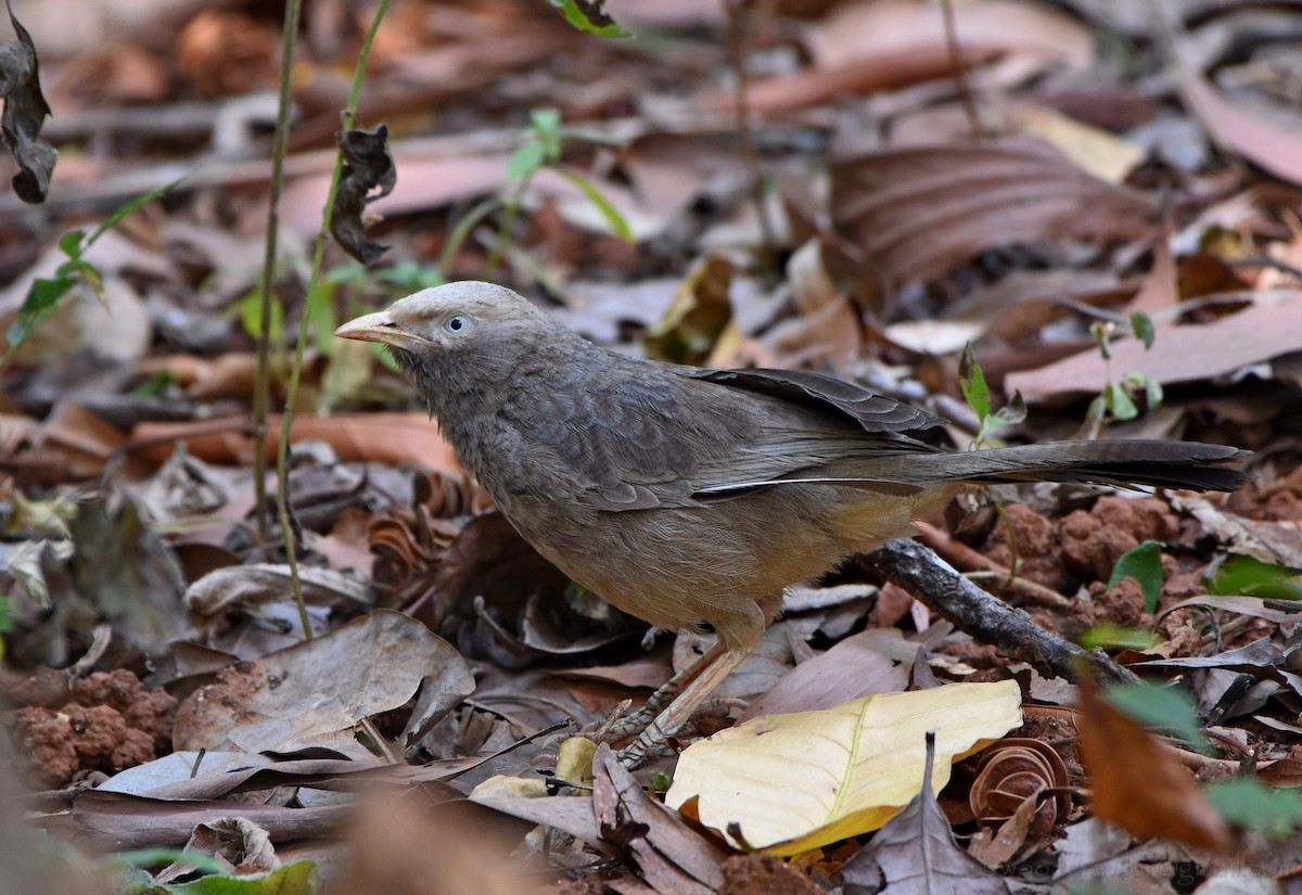 Yellow-billed Babbler - ML136607791