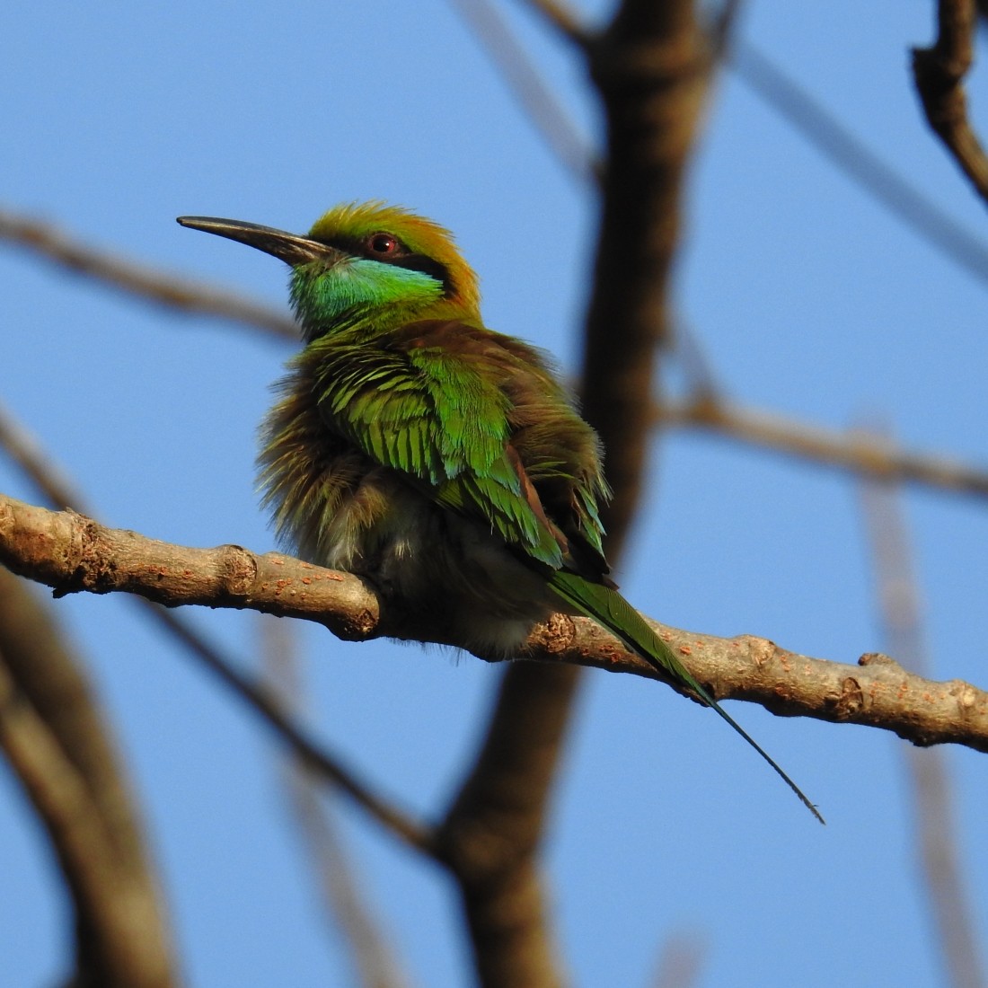 Asian Green Bee-eater - ML136607841