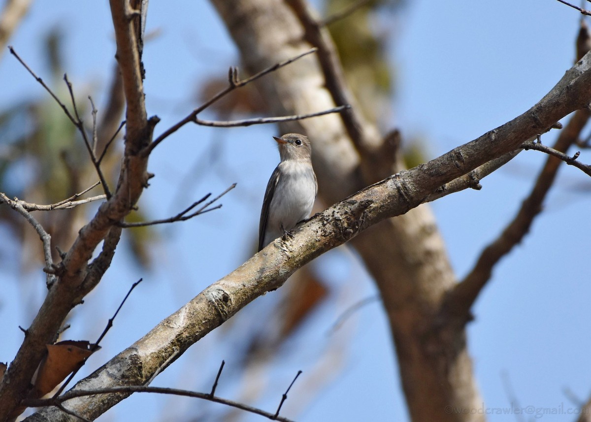 Asian Brown Flycatcher - ML136607871