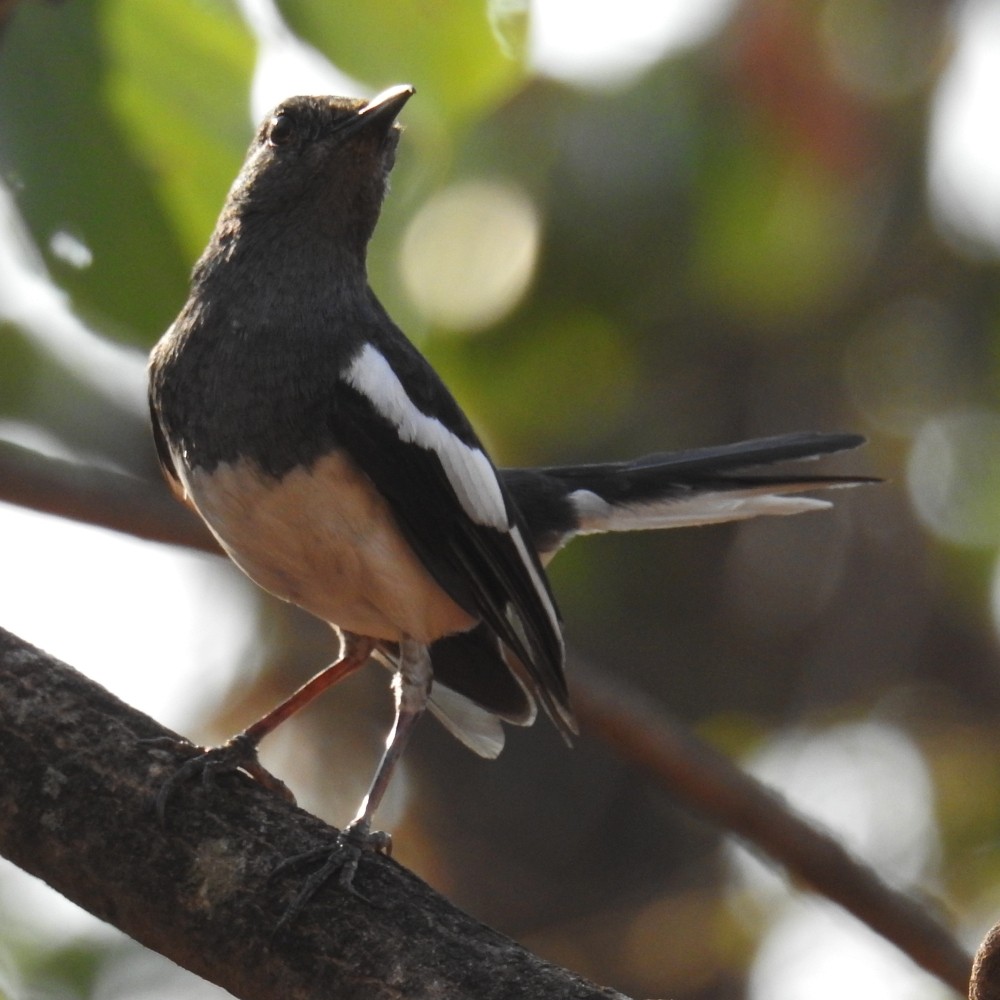 Oriental Magpie-Robin - ML136607971