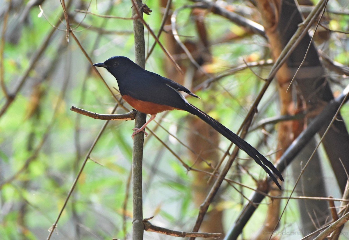 White-rumped Shama - ML136608031