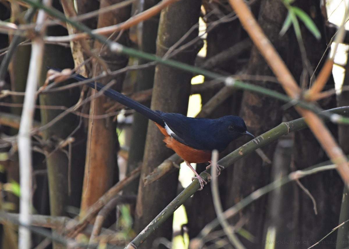 White-rumped Shama - ML136608051