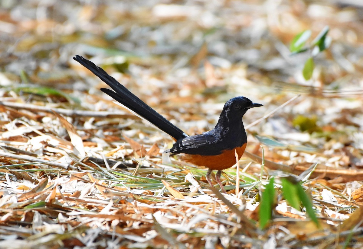 White-rumped Shama - ML136608101