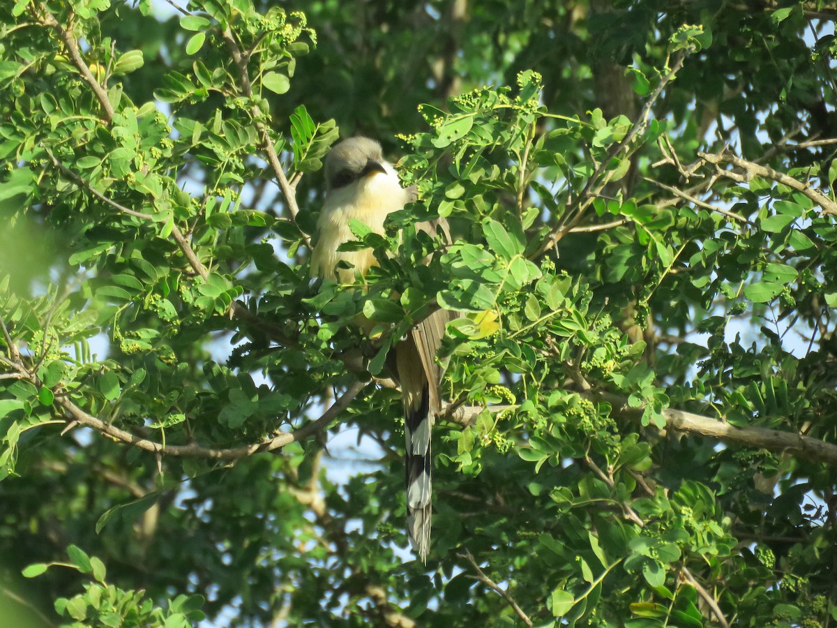 Mangrove Cuckoo - ML136608341