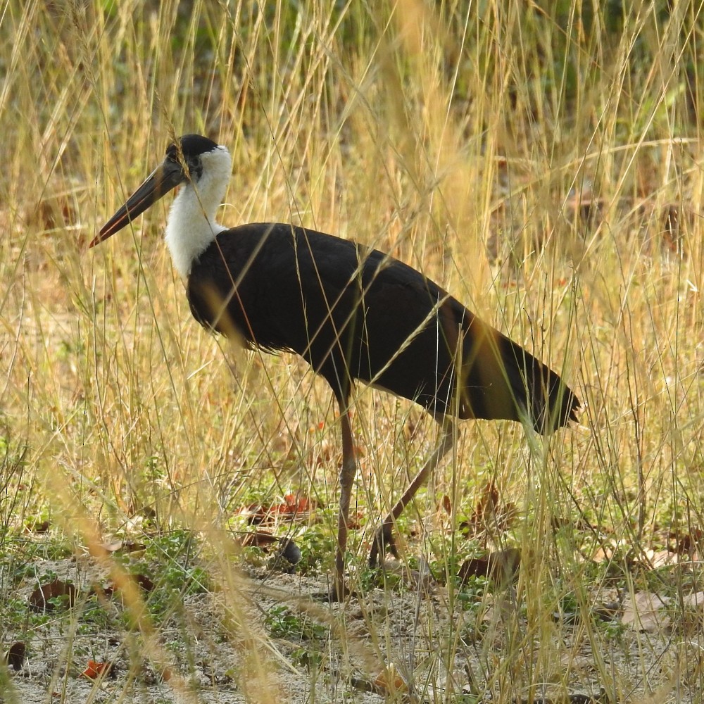 Asian Woolly-necked Stork - ML136608351