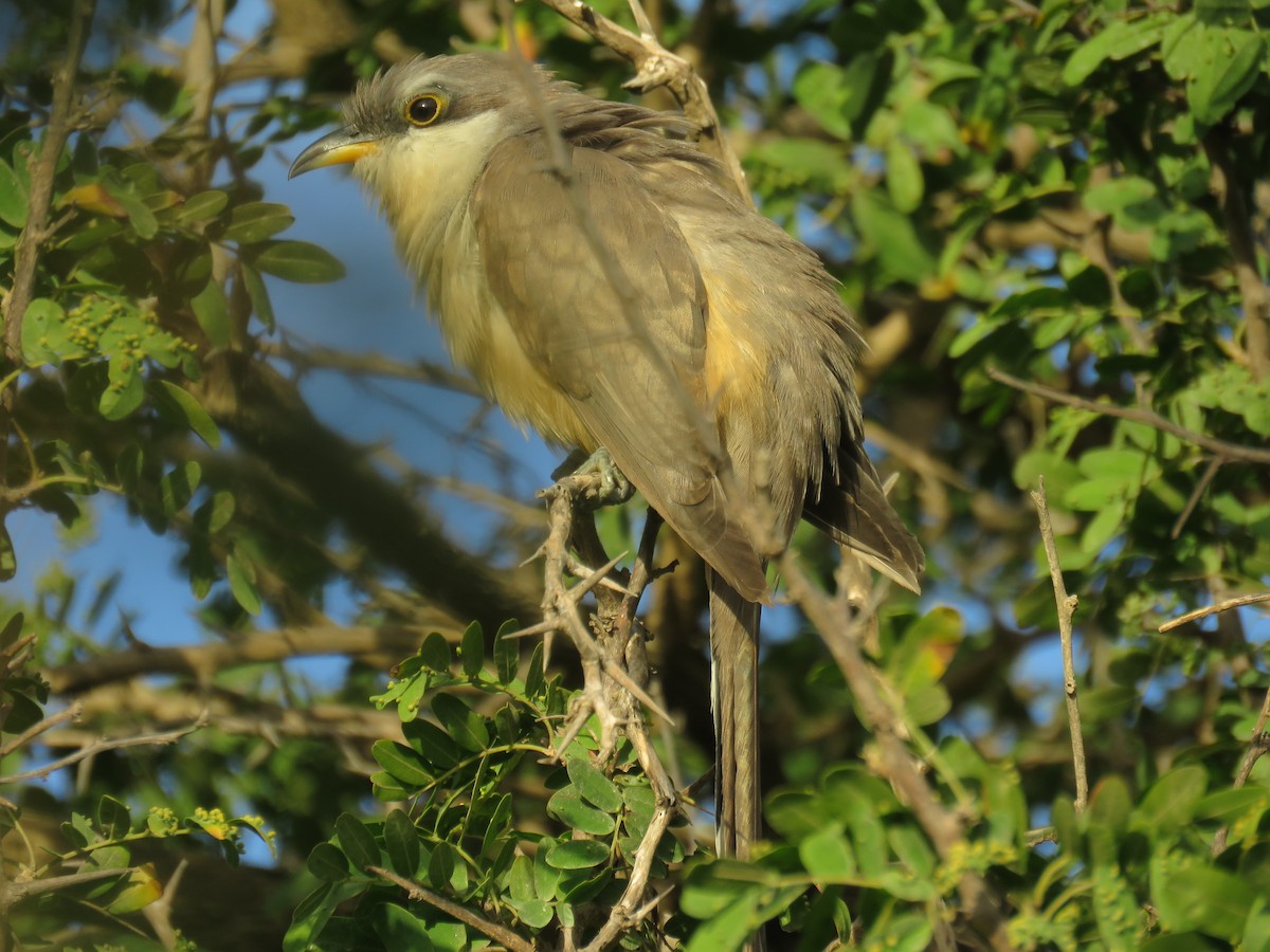 Mangrove Cuckoo - ML136608451