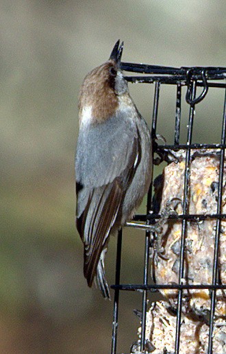 Brown-headed Nuthatch - Phyllis Williams