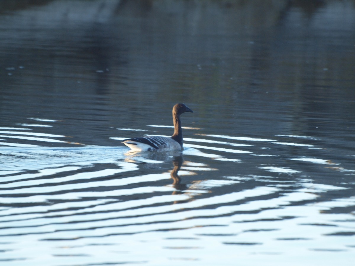 Barnacla Carinegra - ML136610461