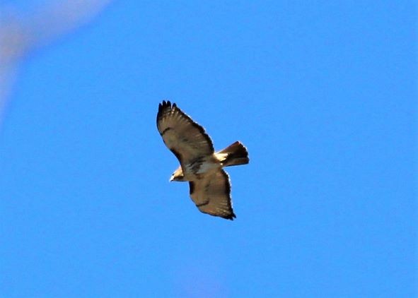 Red-tailed Hawk - ML136611381