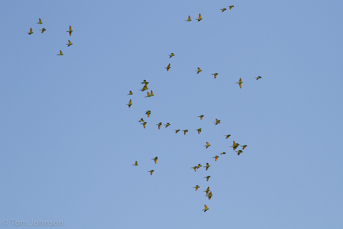 Crimson-fronted Parakeet - Tom Johnson