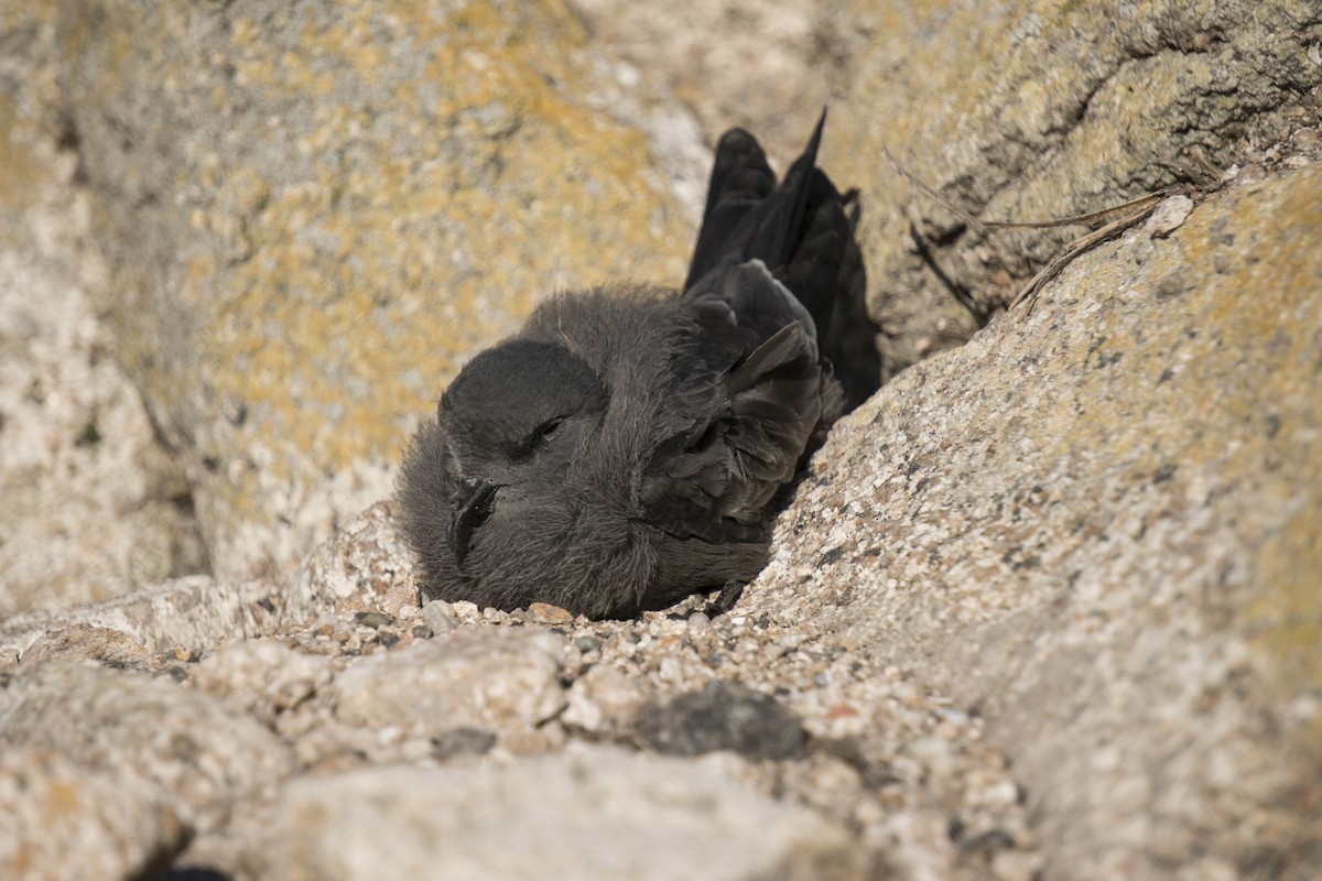 Ashy Storm-Petrel - ML136613371