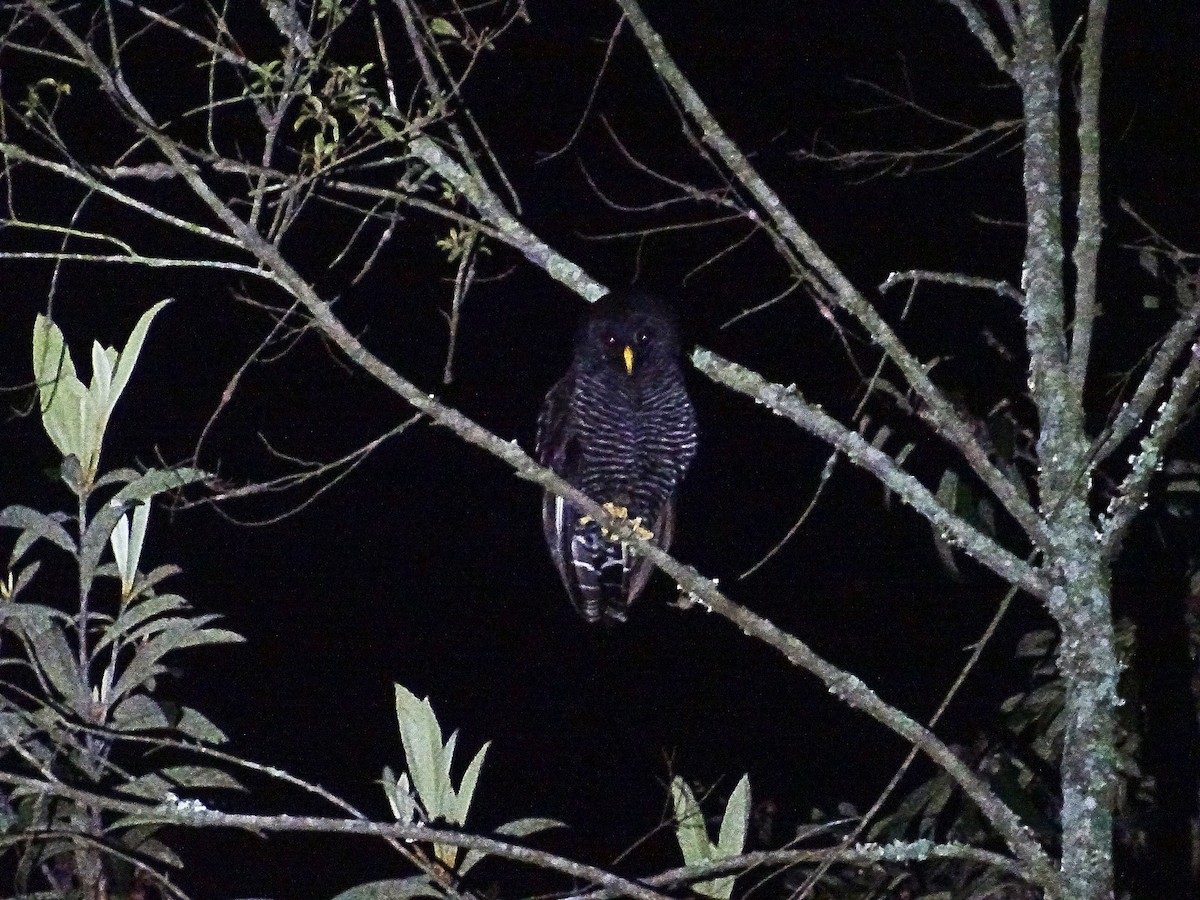 Black-banded Owl - ML136614911