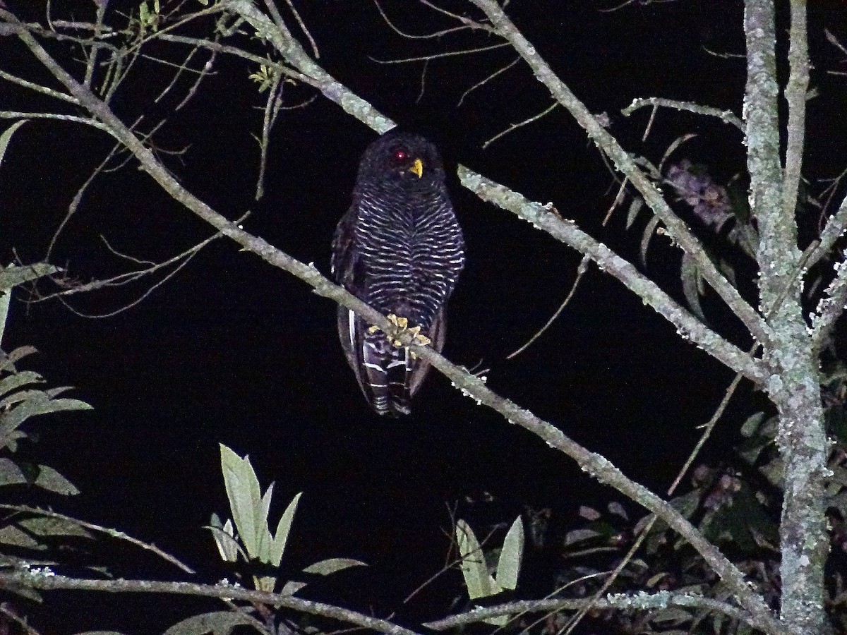 Black-banded Owl - ML136614921