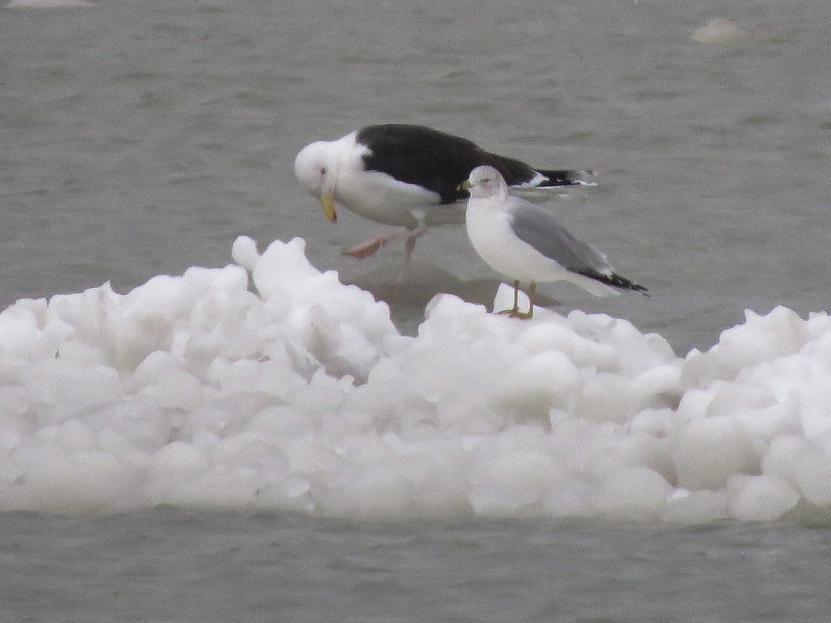 Great Black-backed Gull - Anonymous