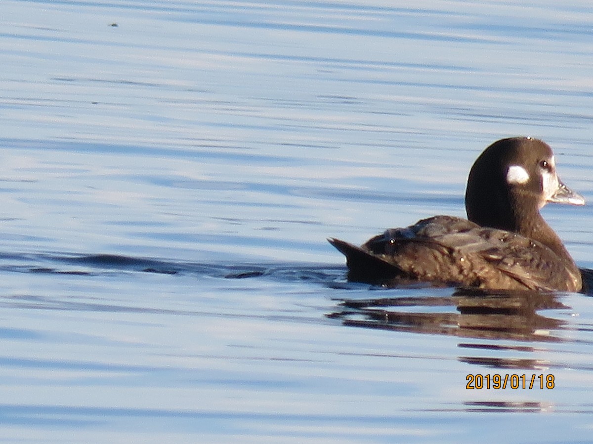 Harlequin Duck - ML136616961