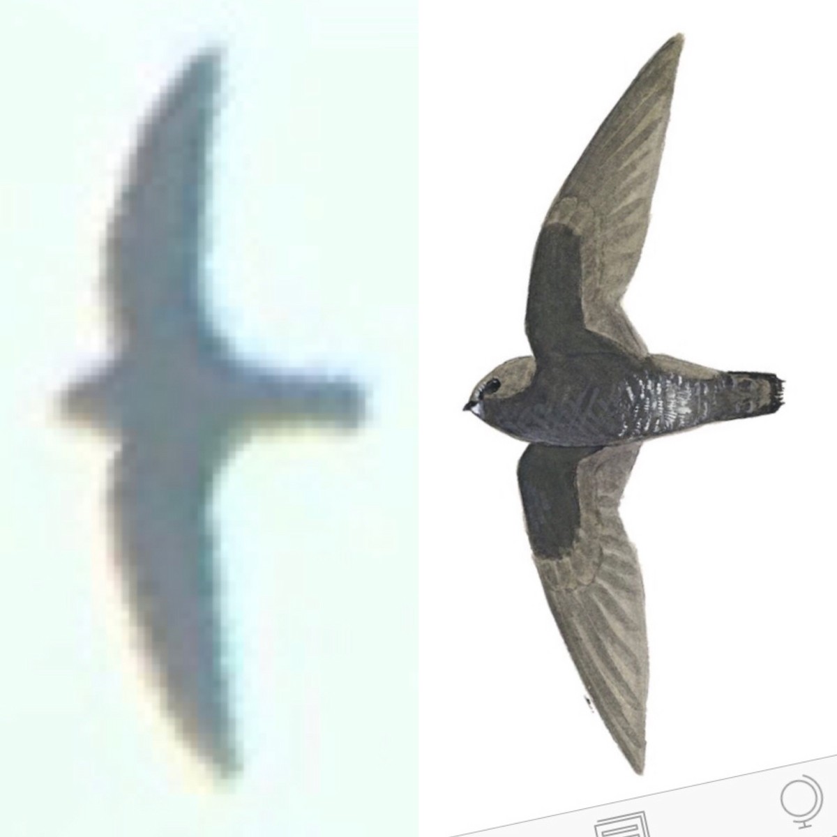 White-chinned Swift - ML136618061