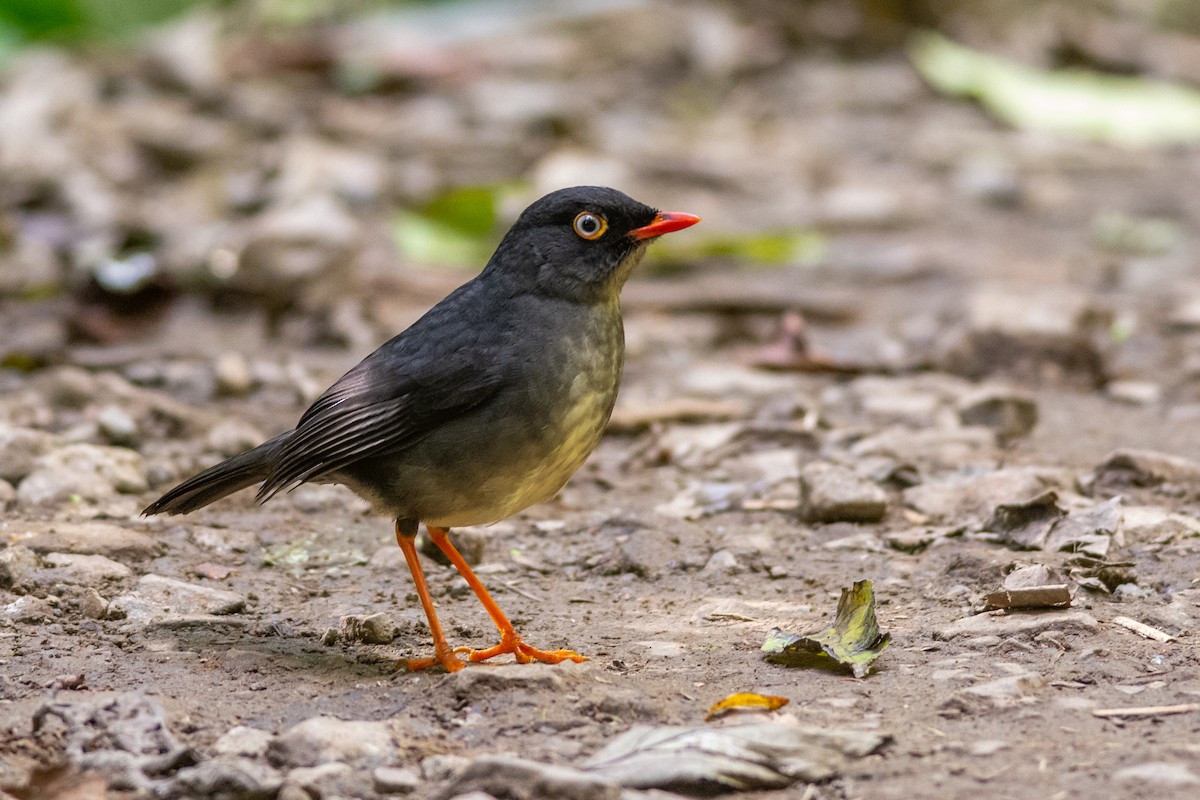 Slaty-backed Nightingale-Thrush - Charlie Wright