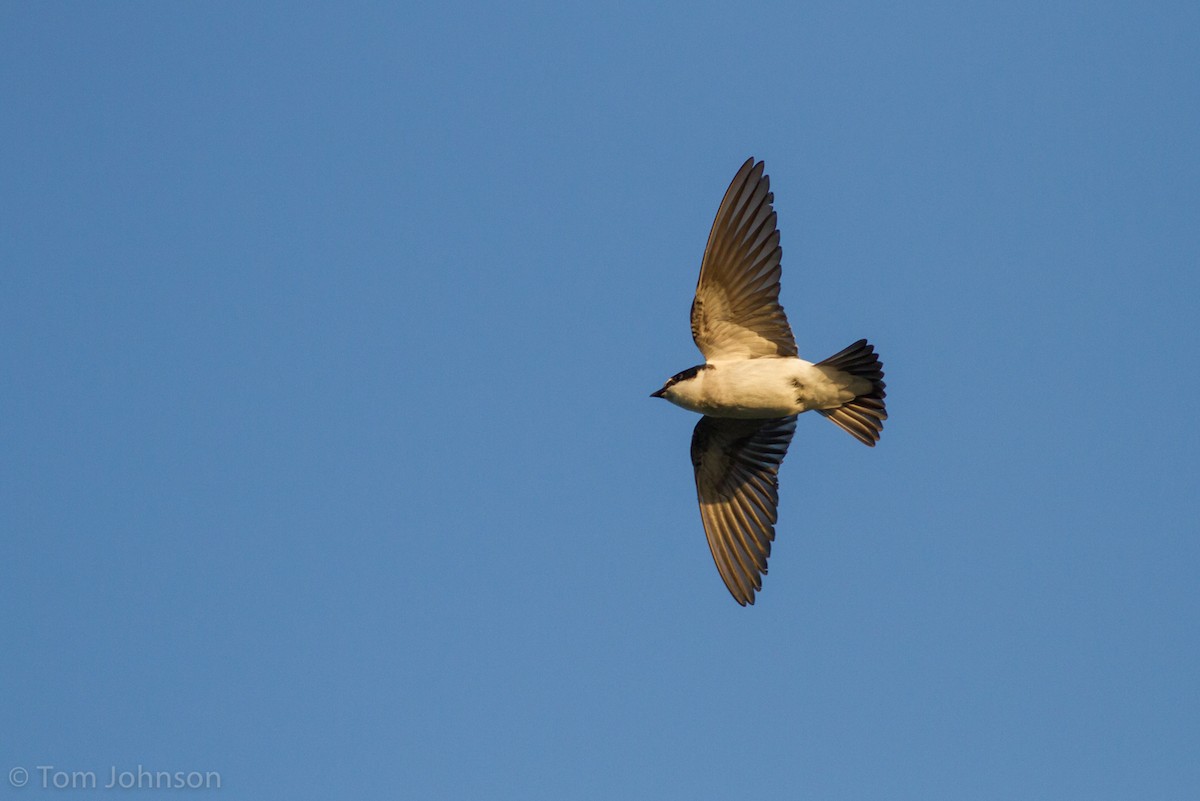 Mangrove Swallow - Tom Johnson