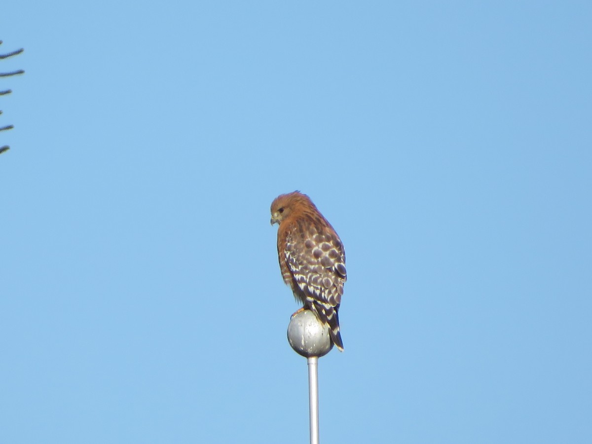 Red-shouldered Hawk - Rachel Clark