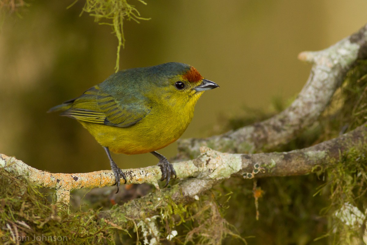 Spot-crowned Euphonia - Tom Johnson