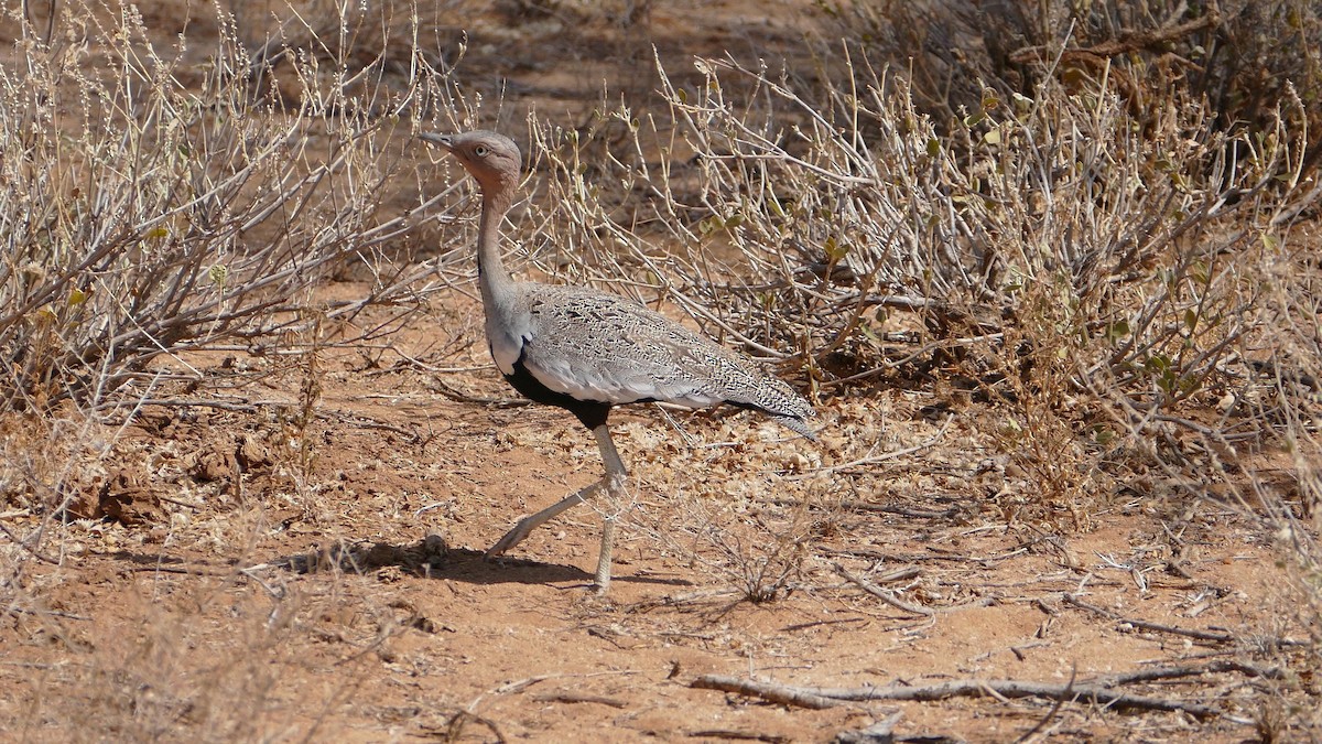 Buff-crested Bustard - Randall Siebert