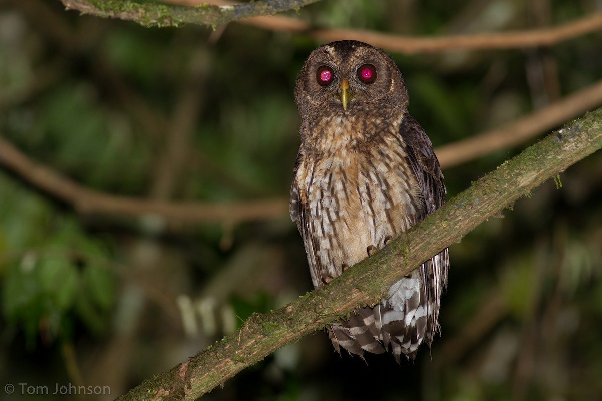 Mottled Owl - ML136620661