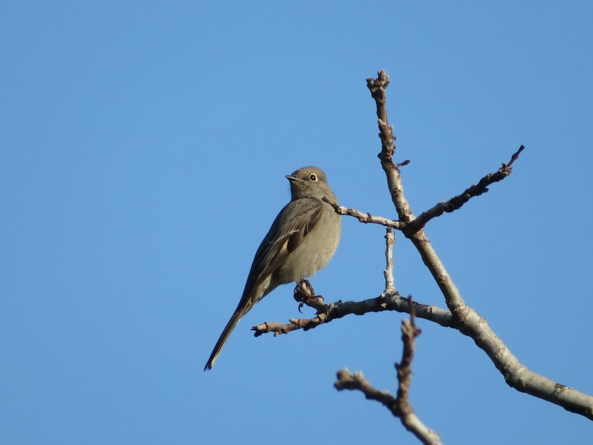 Townsend's Solitaire - ML136621151