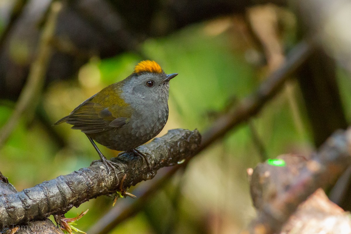 Wrenthrush - Tom Johnson