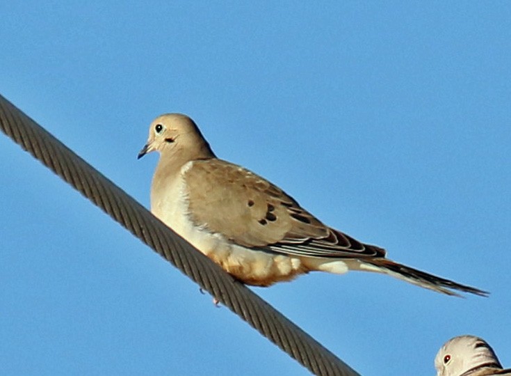 Mourning Dove - ML136621881