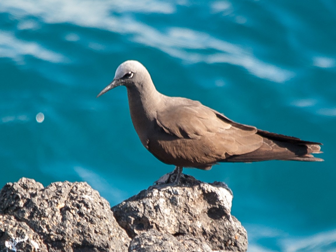 Brown Noddy - William Stephens