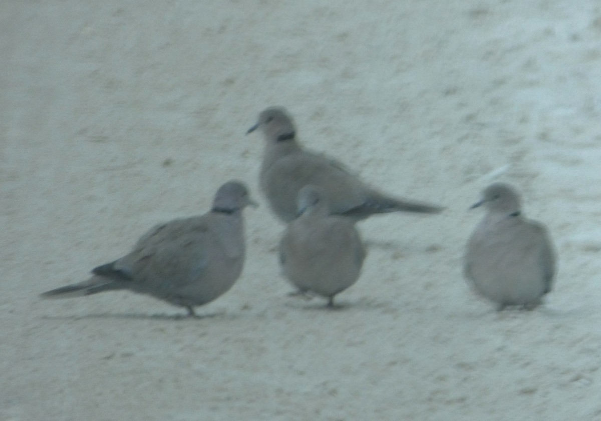 Eurasian Collared-Dove - ML136622341