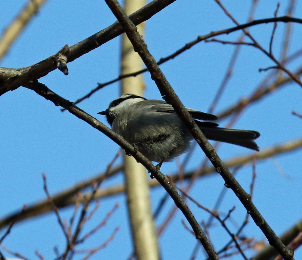 Mountain Chickadee - Blair Bernson