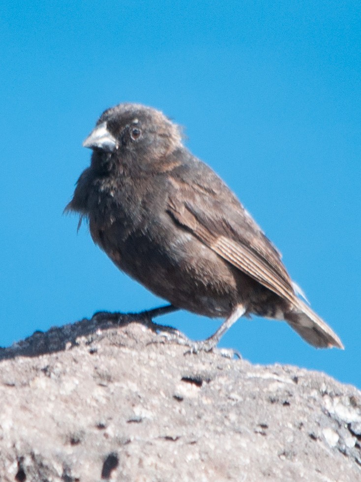 Small Ground-Finch - William Stephens