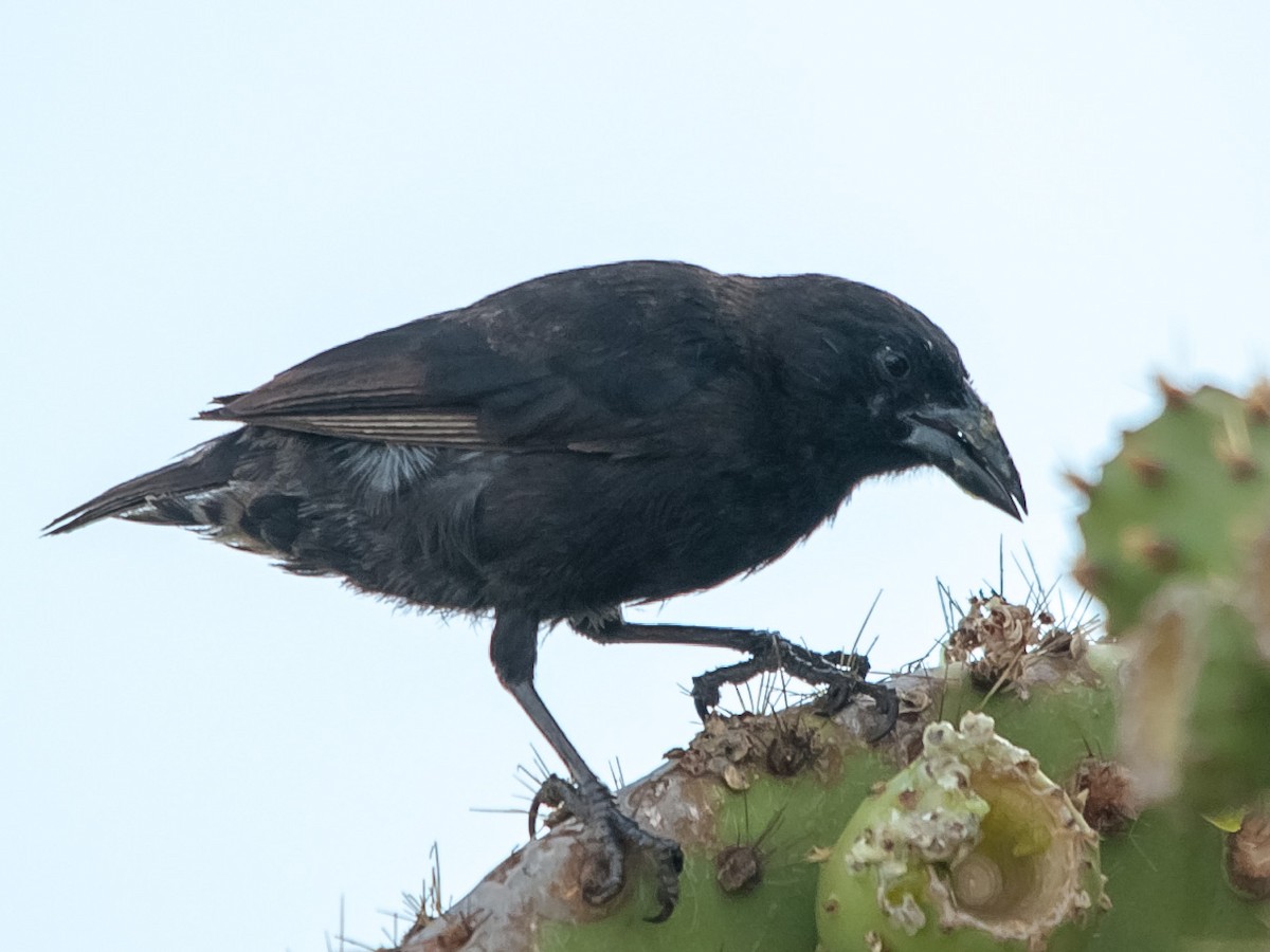 Common Cactus-Finch - ML136623231