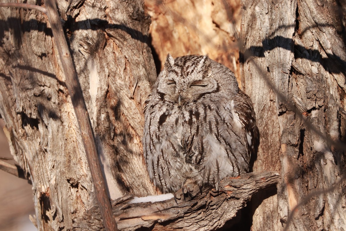 Western Screech-Owl - Bez Bezuidenhout
