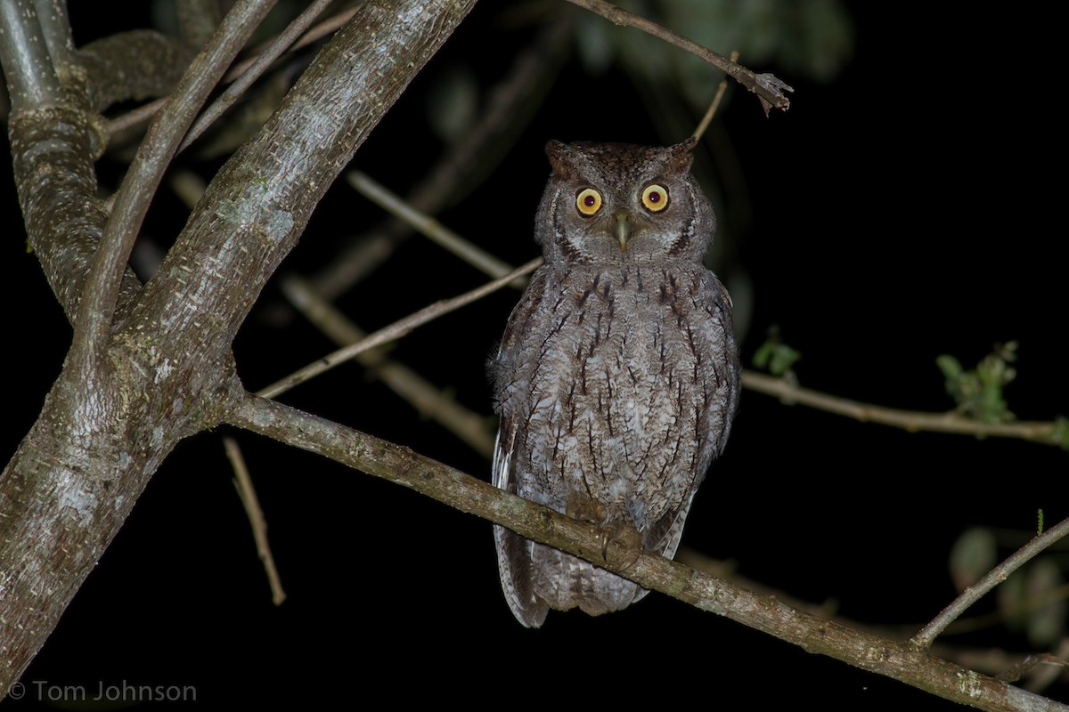 Pacific Screech-Owl - ML136624471