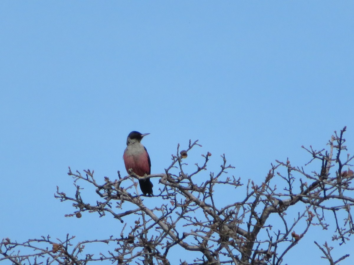 Lewis's Woodpecker - ML136624511