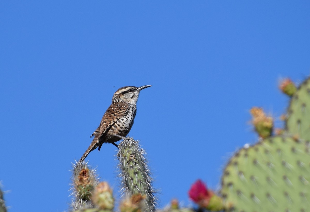 Boucard's Wren - Dessi Sieburth