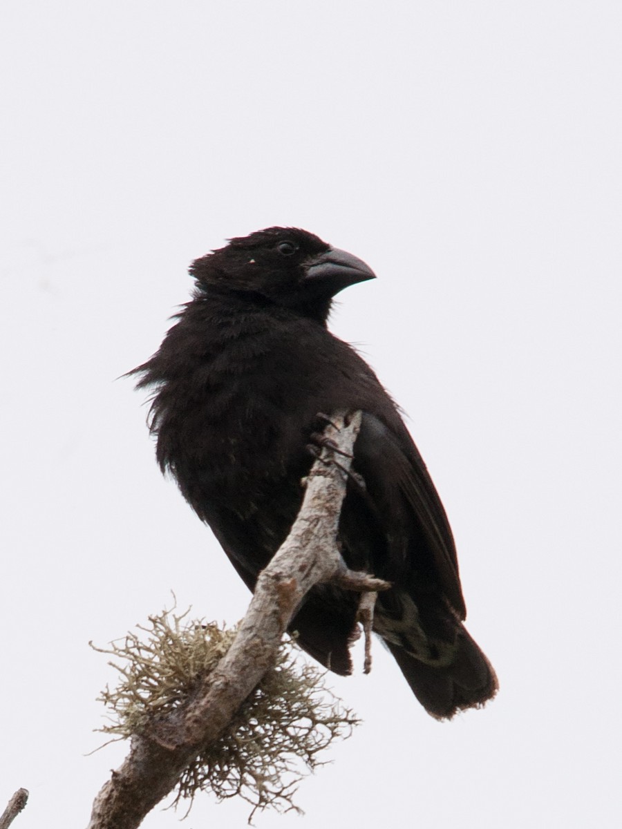 Common Cactus-Finch - ML136625241