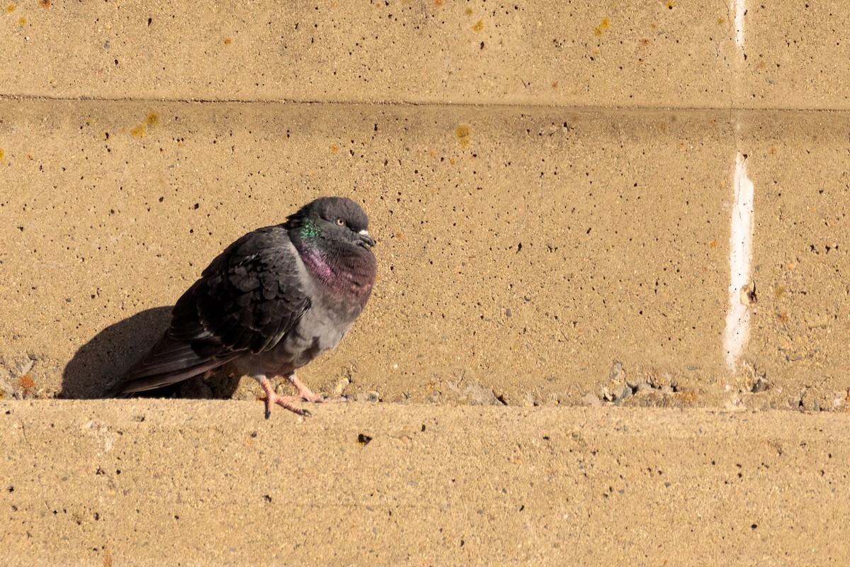 Rock Pigeon (Feral Pigeon) - ML136626001