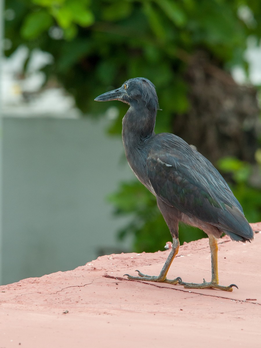 Striated Heron - ML136626231