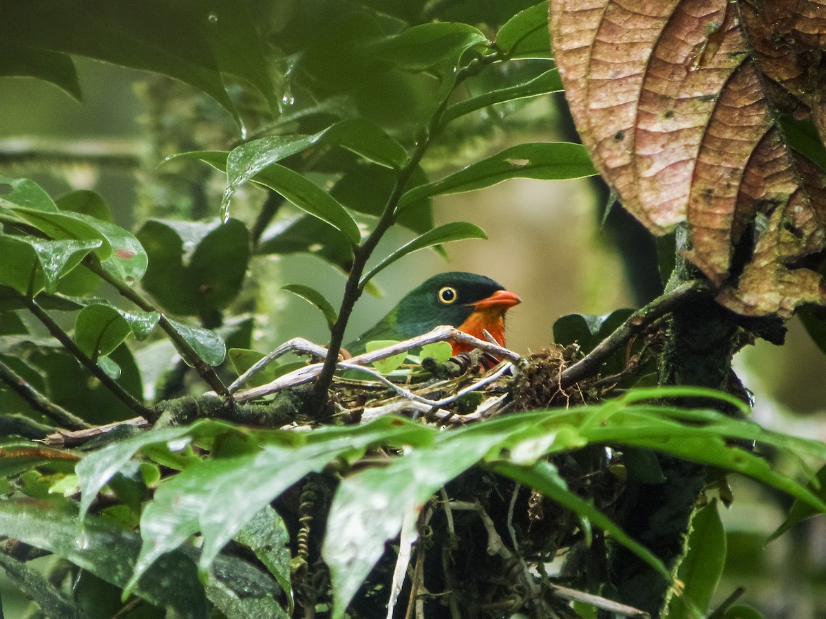 Scarlet-breasted Fruiteater (squamipectus) - ML136626331