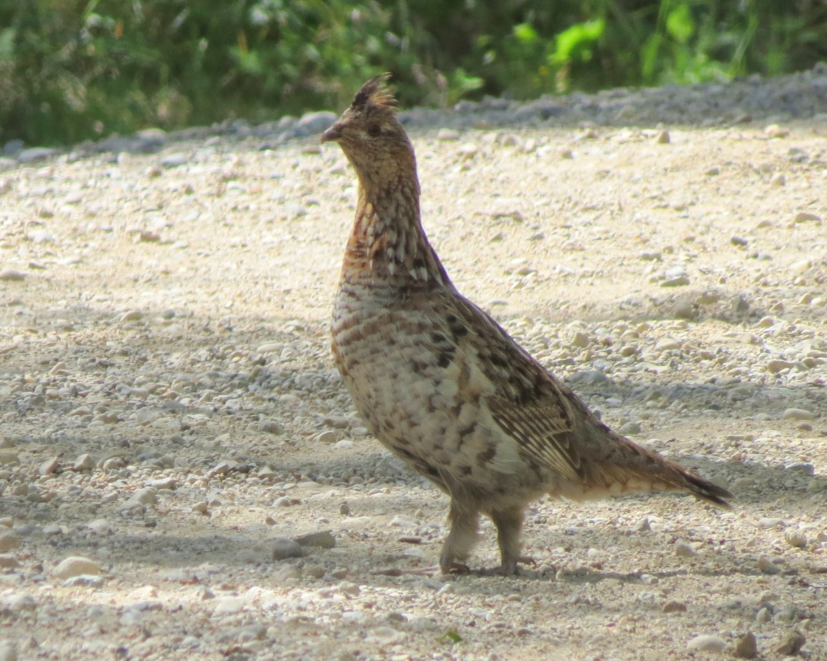 Ruffed Grouse - ML136626481
