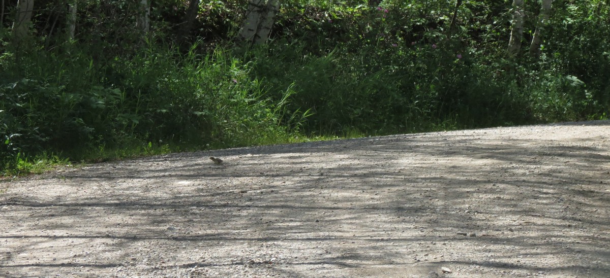 Ruffed Grouse - ML136626491