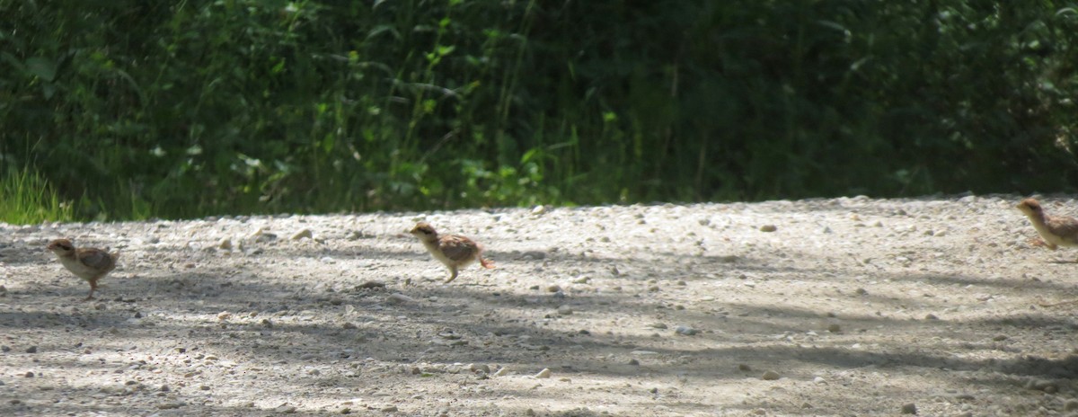Ruffed Grouse - ML136626531
