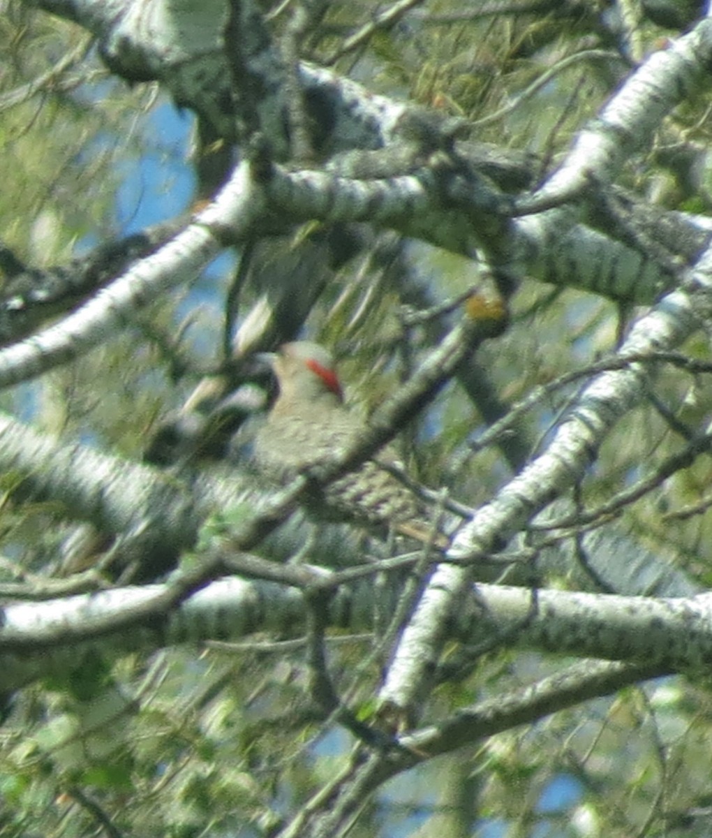 Northern Flicker (Yellow-shafted) - ML136626621