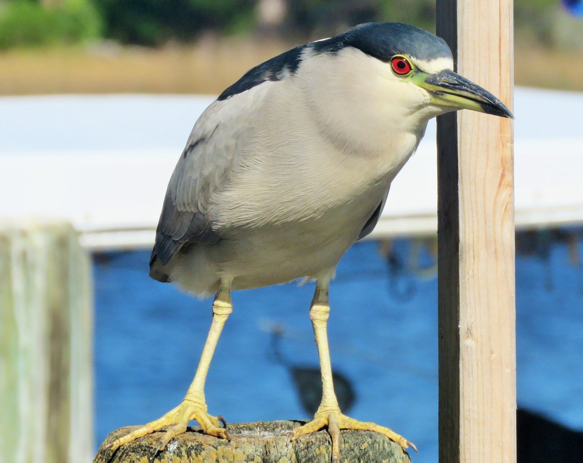 Black-crowned Night Heron - ML136626811